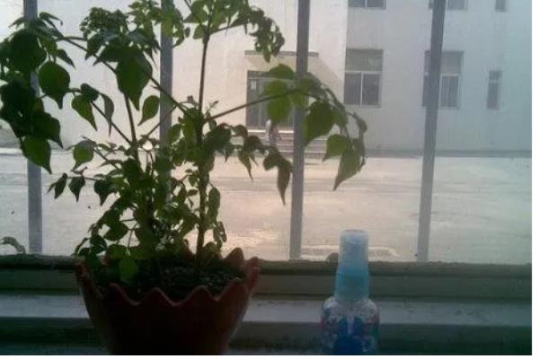 幸福树叶子一碰就掉怎么办,一定要及时补水