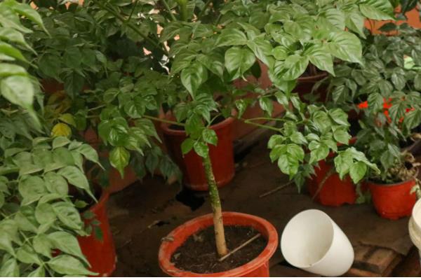 幸福树叶子一碰就掉怎么办,一定要及时补水