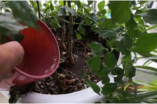 幸福树叶子一碰就掉怎么办,一定要及时补水