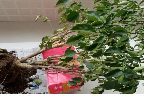 幸福树叶子一碰就掉怎么办,一定要及时补水