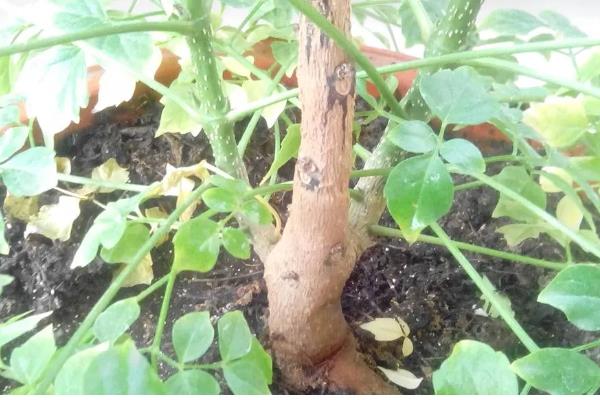 幸福树叶子一碰就掉怎么办,一定要及时补水