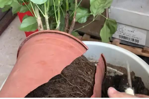 幸福树叶子一碰就掉怎么办,一定要及时补水