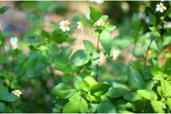 立夏有什么关于风向的农谚,立夏东南风、大旱六月中