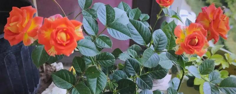 阳台种月季用多大加仑的盆,根据品种以及长势情况决定