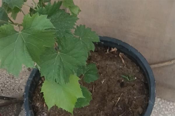 盆栽葡萄苗的价格，一棵需要3-20元左右