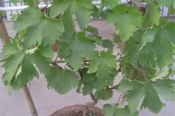 盆栽葡萄苗的价格，一棵需要3-20元左右