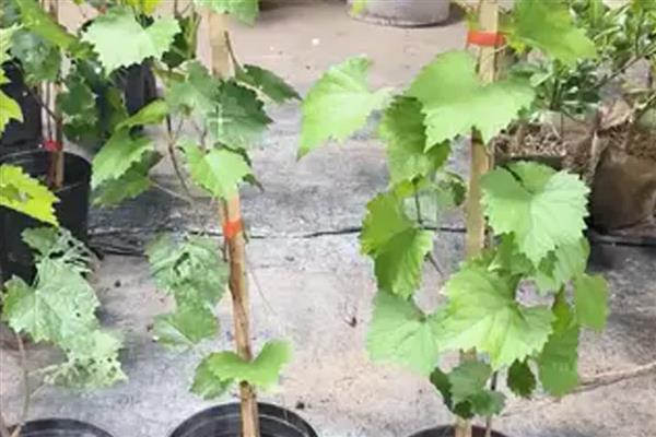 盆栽葡萄苗的价格，一棵需要3-20元左右