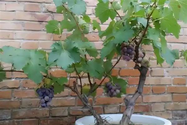 盆栽葡萄苗的价格，一棵需要3-20元左右