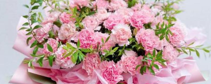 11朵粉色康乃馨的花语是什么，寓意一心一意、心中最爱等
