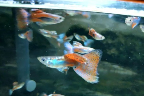 孔雀鱼要不要晒太阳，适当晒光可降低皮肤病的发生几率