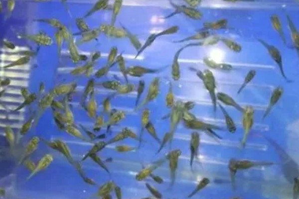 孔雀鱼要不要晒太阳，适当晒光可降低皮肤病的发生几率