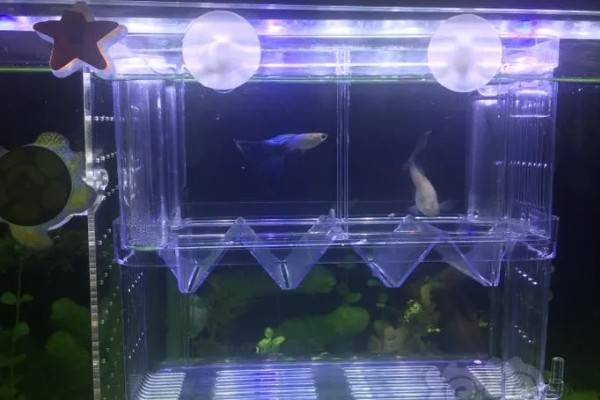 孔雀鱼要不要晒太阳，适当晒光可降低皮肤病的发生几率