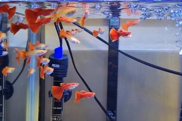 孔雀鱼要不要晒太阳，适当晒光可降低皮肤病的发生几率