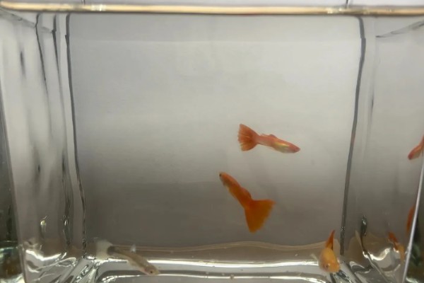 孔雀鱼要不要晒太阳，适当晒光可降低皮肤病的发生几率