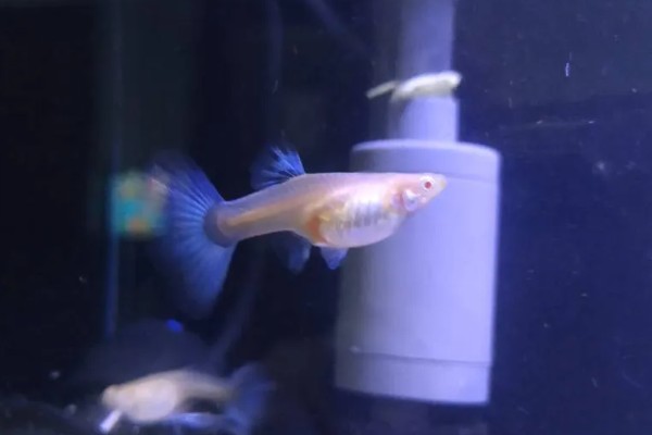 孔雀鱼要不要晒太阳，适当晒光可降低皮肤病的发生几率