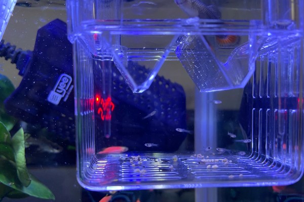 孔雀鱼要不要晒太阳，适当晒光可降低皮肤病的发生几率