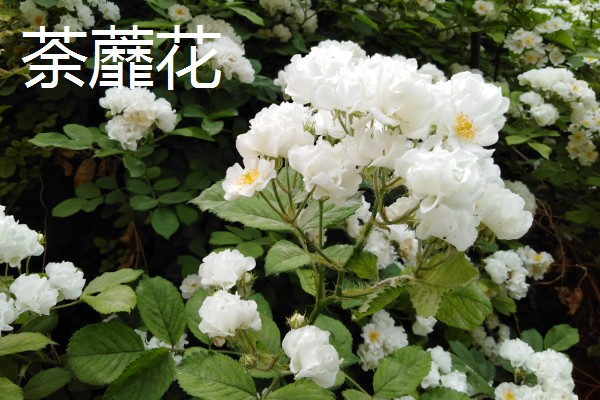 哪些花卉具有拯救的花语，常见龙舌兰、薰衣草等品种