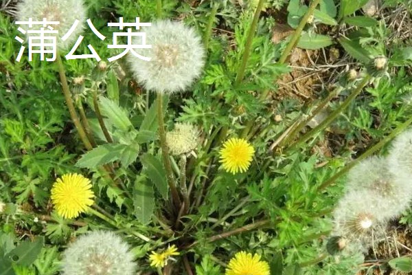 哪些花卉具有拯救的花语，常见龙舌兰、薰衣草等品种