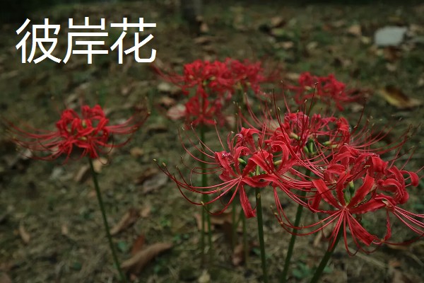 哪些花卉具有拯救的花语，常见龙舌兰、薰衣草等品种