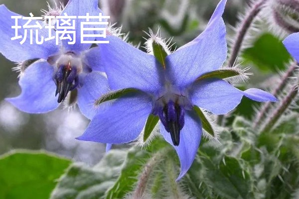 哪些花卉具有拯救的花语，常见龙舌兰、薰衣草等品种