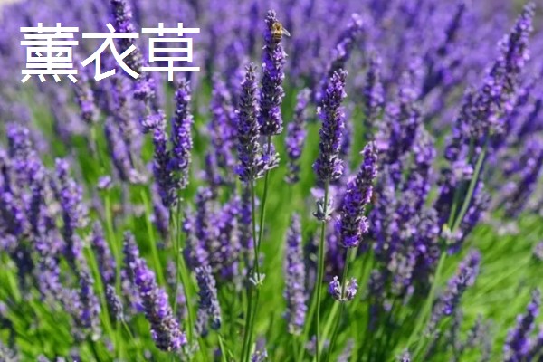 哪些花卉具有拯救的花语，常见龙舌兰、薰衣草等品种