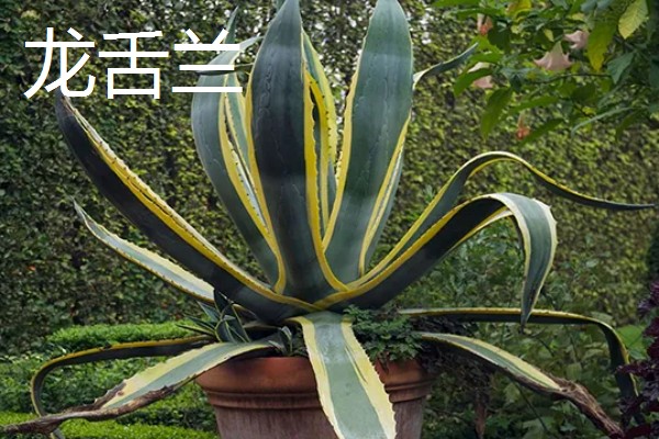 哪些花卉具有拯救的花语，常见龙舌兰、薰衣草等品种