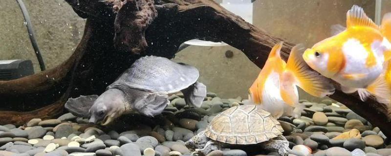 深水龟能不能和鱼一起养，小型鱼类可能会被吞食