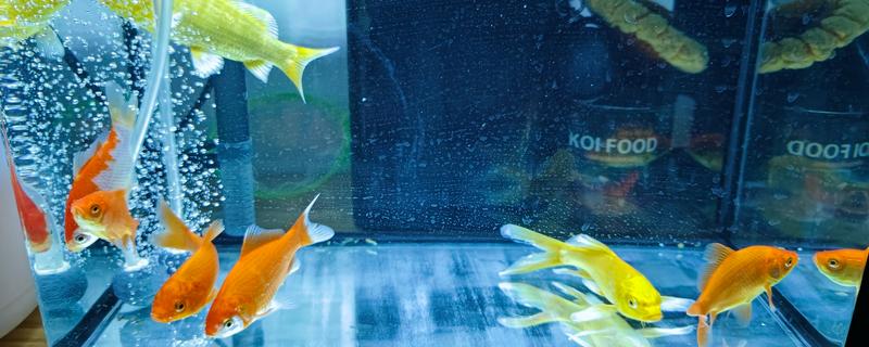 没有氧气泵鱼可以存活多长时间,饲养密度大经过1-3天就会死亡