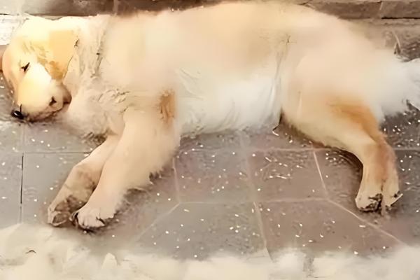 狗掉毛如何处理，补充多维营养可以缓解掉毛现象