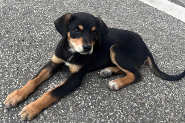 狗掉毛如何处理，补充多维营养可以缓解掉毛现象