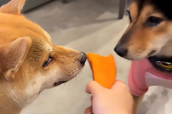 狗掉毛如何处理，补充多维营养可以缓解掉毛现象