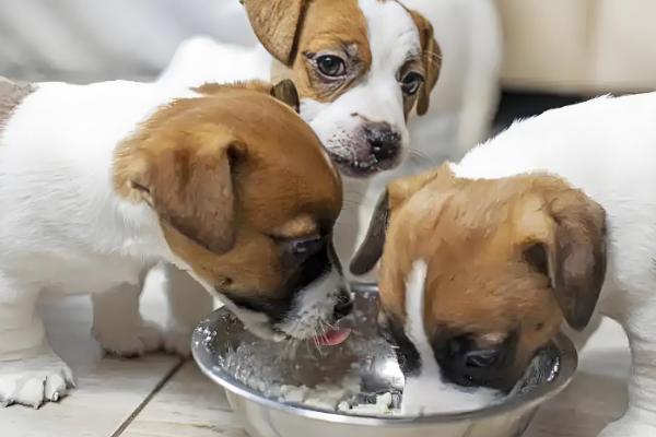 狗掉毛如何处理，补充多维营养可以缓解掉毛现象