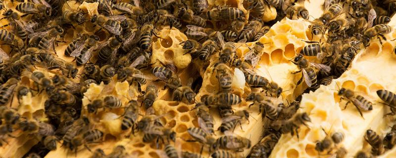 如何寻找野生蜜蜂，可以跟踪采蜜工蜂