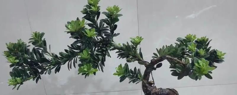 黑珍珠罗汉松的养护方法，喜欢生长在湿润的环境中