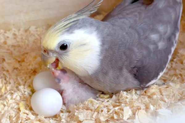 鹦鹉的繁殖期是几月，不同品种的繁殖期不同