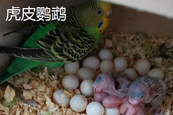 鹦鹉的繁殖期是几月，不同品种的繁殖期不同