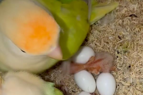 鹦鹉的繁殖期是几月，不同品种的繁殖期不同