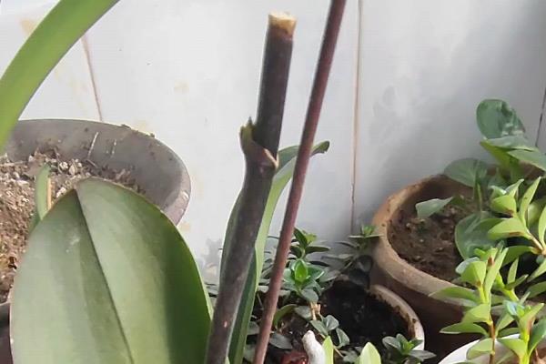 蝴蝶兰什么时候开花，花期一般是4-6月份