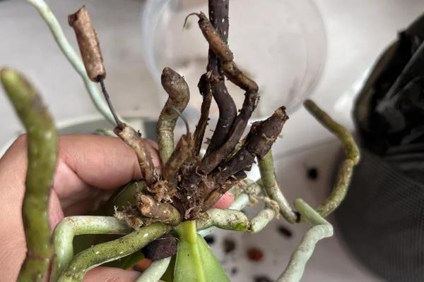 蝴蝶兰什么时候开花，花期一般是4-6月份