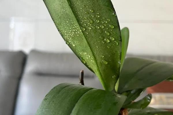 蝴蝶兰什么时候开花，花期一般是4-6月份