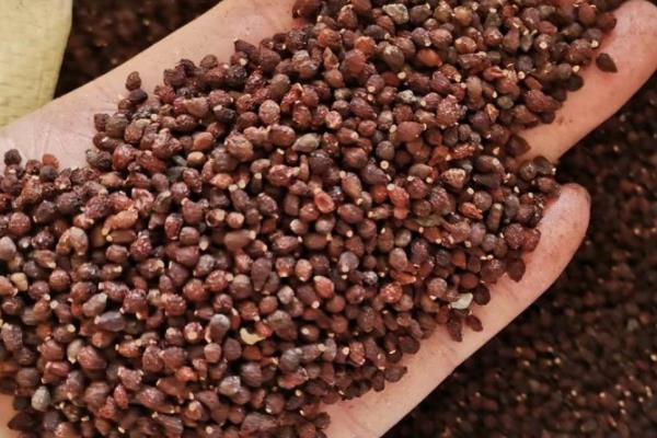 蝴蝶兰什么时候开花，花期一般是4-6月份