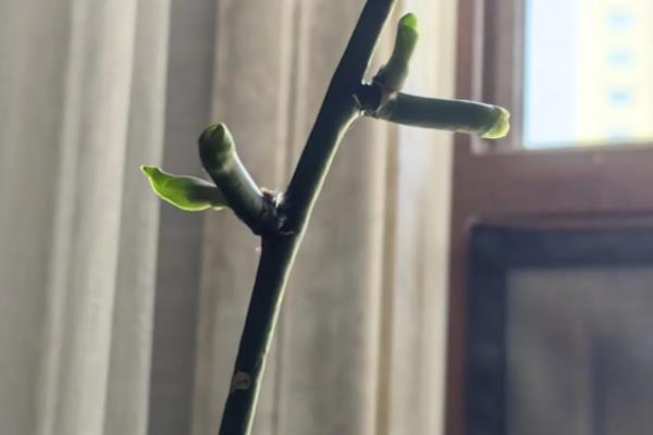 蝴蝶兰什么时候开花，花期一般是4-6月份