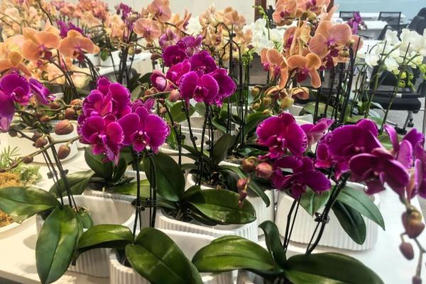 蝴蝶兰什么时候开花，花期一般是4-6月份