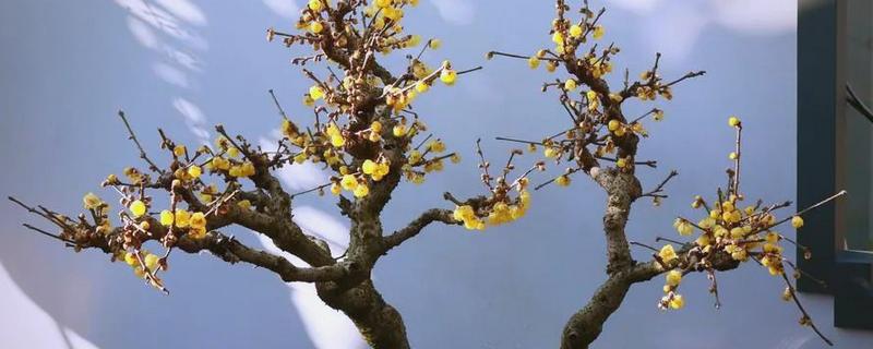 腊梅朱砂叶螨怎么防治，清理枯枝落叶可消灭越冬虫源