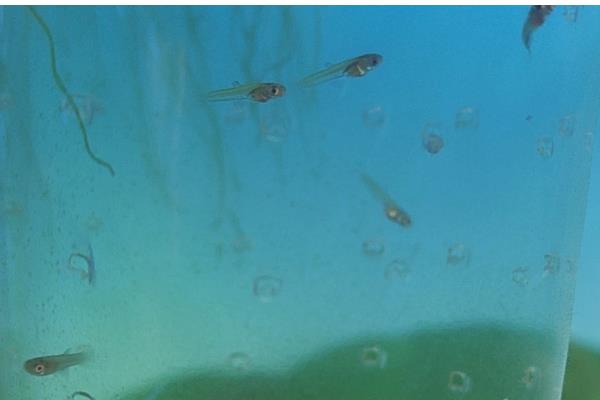 孔雀鱼产仔后过多久才能回缸，经过1-2周才可以放回原缸