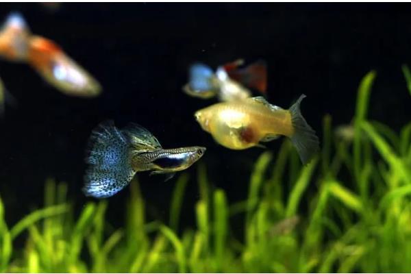 孔雀鱼产仔后过多久才能回缸，经过1-2周才可以放回原缸