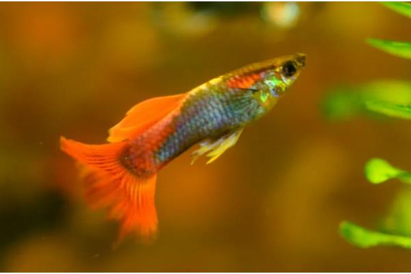 孔雀鱼产仔后过多久才能回缸，经过1-2周才可以放回原缸