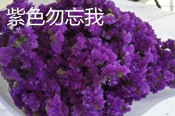 勿忘我有什么花语,不同颜色代表的含义有区别