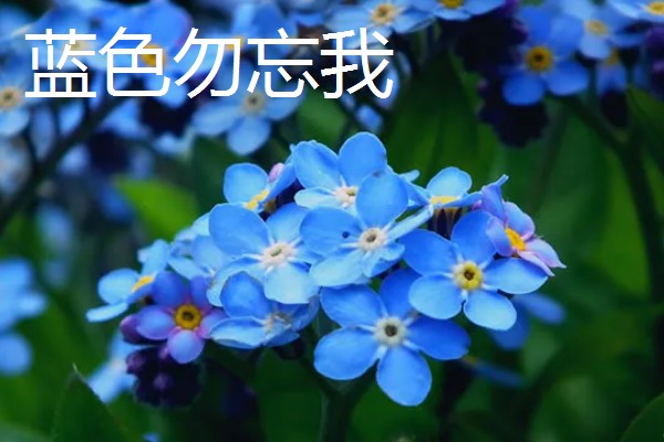 勿忘我有什么花语,不同颜色代表的含义有区别