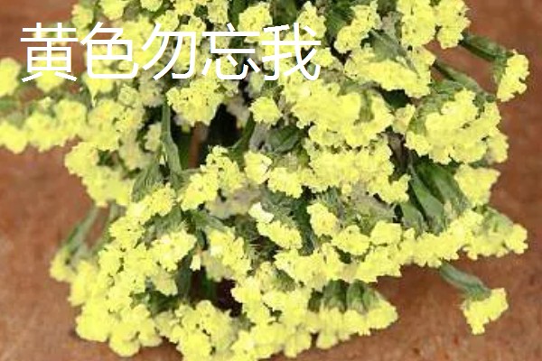 勿忘我有什么花语,不同颜色代表的含义有区别